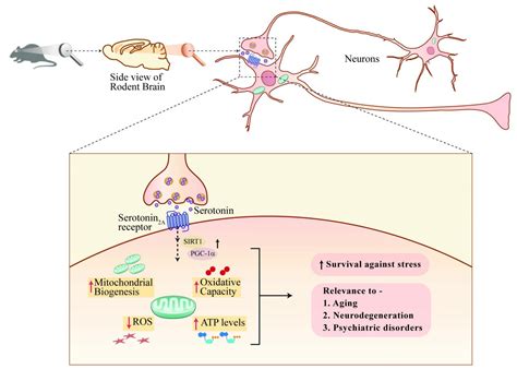 Serotonin Boosts Neuronal Powerplants Protect Eurekalert