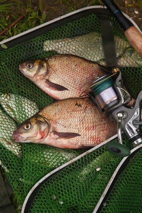 Two Big Freshwater Common Bream Fish And Fishing Rod With Reel On Green