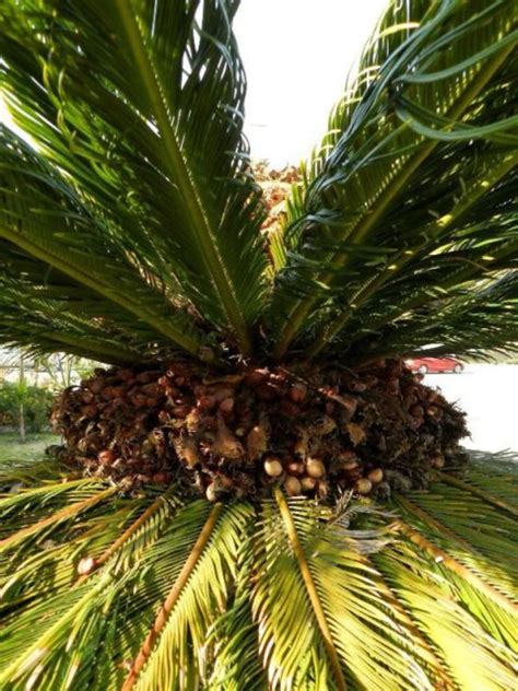 How To Care For A Sago Palm And Why They Are So Difficult Dengarden