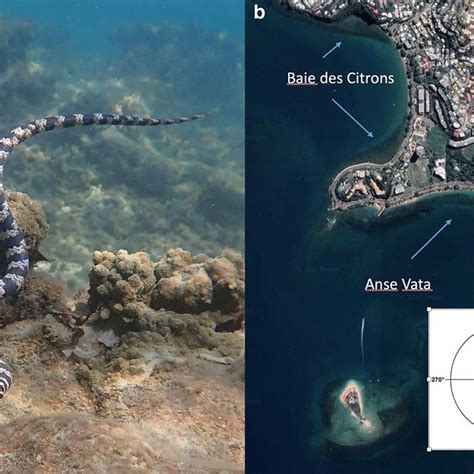 Turtle Headed Sea Snake Emydocephalus Annulatus A And The Location Of