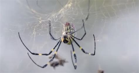 Giant Venomous Flying Spiders Invading New York Spreading Up East