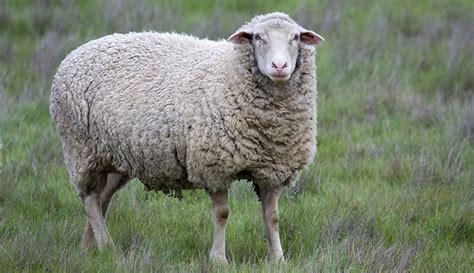 Body Condition Scoring In Sheep Hobby Farms