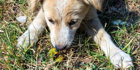 Cachorro Verme Como Identificar Tratar E Prevenir Sos Peludos