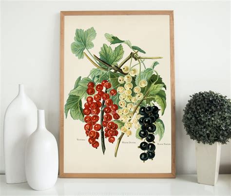 Vintage Fruit Poster Botanical Fruit Print Vintage Poster Vintage