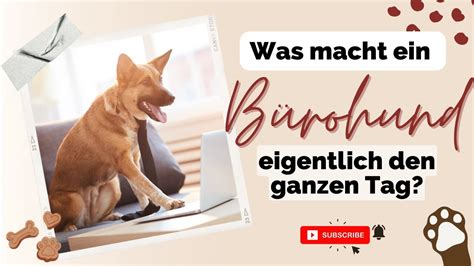 Bürohund Was macht ein Hund im Büro den ganzen Tag Meine Empfehlung