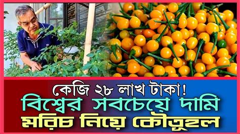 কেজি ২৮ লাখ টাকা বিশ্বের সবচেয়ে দামি মরিচ নিয়ে কৌতূহল Simtu Tv