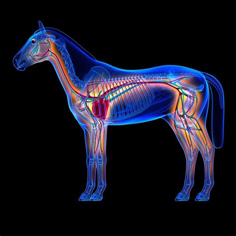 Anatomy Of The Equine Circulatory System Feedmark