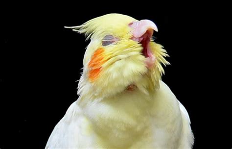 Can Cockatiels Choke How To Keep Your Parrot Safe