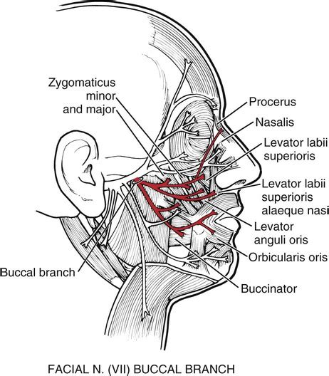 Orbicularis Oris Innervation