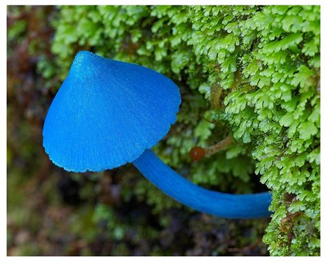 Very Bright Blue Mushrooms Moss And Lichens Pinterest