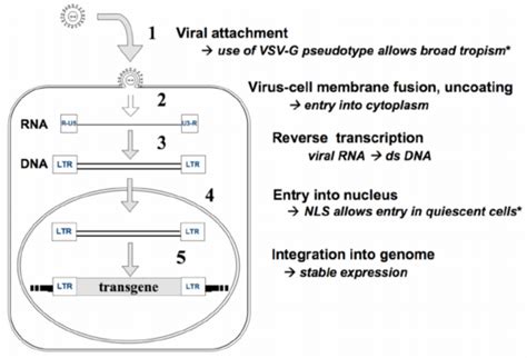 Molecular Events Associated With Retrovirus Or Lentivirus Vector