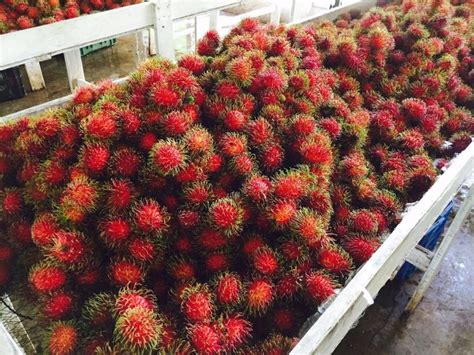 Exotic fruits put Prime Tropics in prime spot for Guatemalan growth - FreshFruitPortal.com