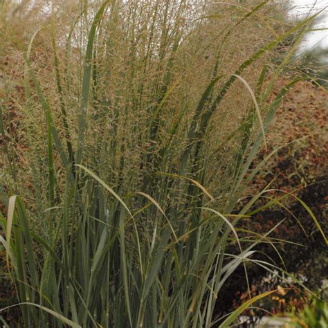 Panicum Virgatum Northwind Perennial Resource