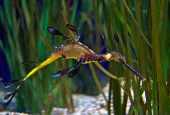 Leafy & Weedy Sea Dragon Facts: Lesson for Kids | Study.com