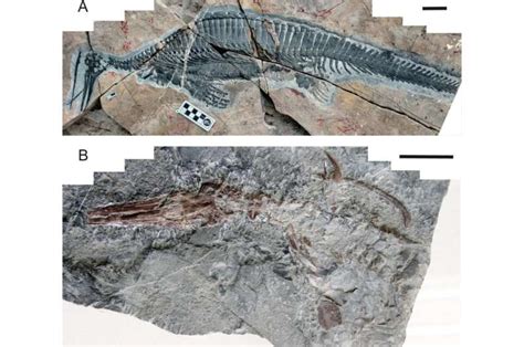 Discovery Of Two New Specimens Suggests Hupehsuchus Was An Ancient