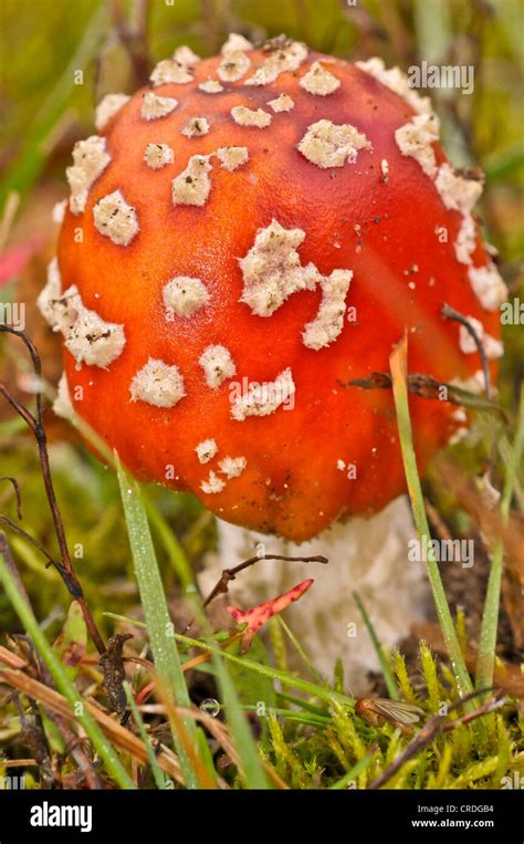 Fly Agaric Amanita Muscaria Var Muscaria Stock Photo Alamy