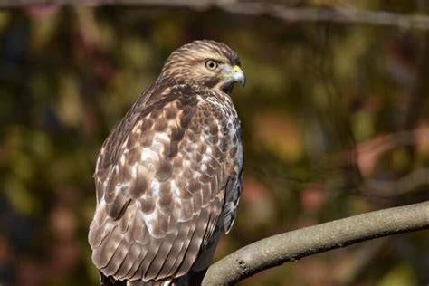 10 Facts About Broad Winged Hawks BirdChronicle