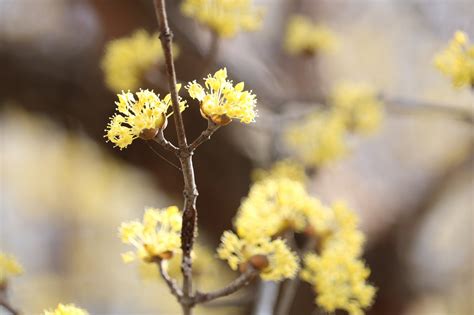 Cornus Officinalis Flower Corn - Free photo on Pixabay - Pixabay