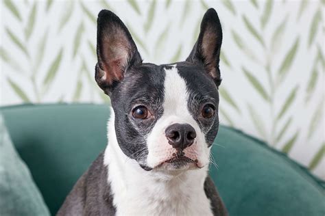 Boston Terrier: Dog Breed Characteristics & Care