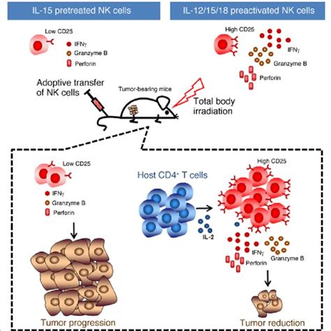 Pdf Toward The Next Generation Of Nk Cell Based Adoptive Cancer