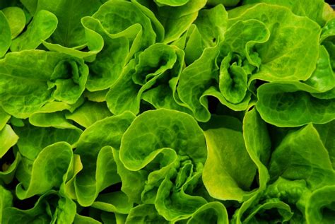 How To Grow Lettuce Indoors Lettuce Grow