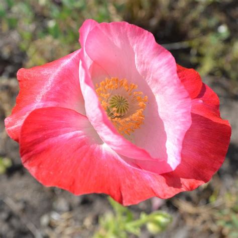 Red Iceland Poppy Flower Photograph By P S