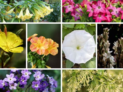 Night Blooming Flowers Flowers Plants Gardening Blooming Secrets