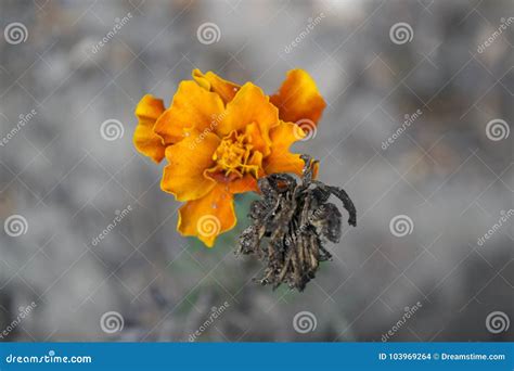Autumn Orange Flower foto de archivo. Imagen de gris - 103969264