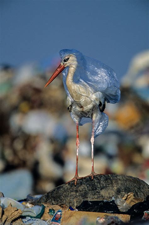 Cómo afectan los residuos plásticos a los animales