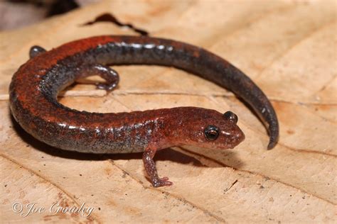 Red Black Salamander