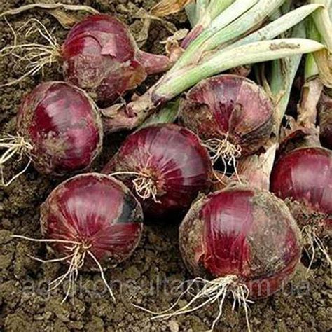 Купить Лук севок Электрик (Броер, Голландия), 1 кг среднеспелый ...