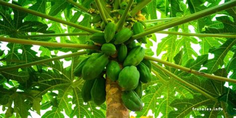 En Cu Nto Tiempo Da Fruto La Planta De Papaya Gu A