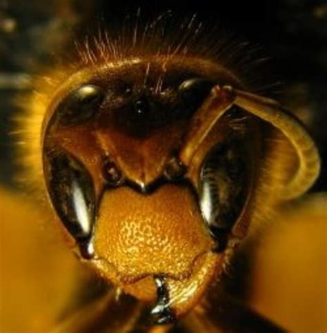 How To Kill Wasps Safely Hubpages