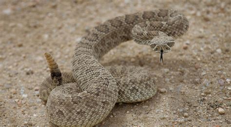 Green Prairie Rattlesnake