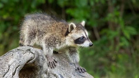 Raccoon Vs Possum: 10 Key Differences