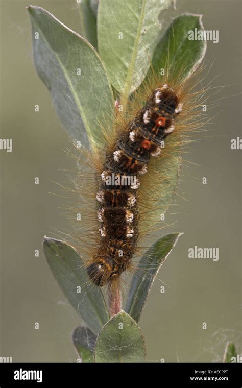 Brown Tail Moth Brown Tail Euproctis Chrysorrhoea Caterpillar