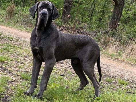 AKC Solid Blue Female Great Dane looking for a forever home!!! - Great ...