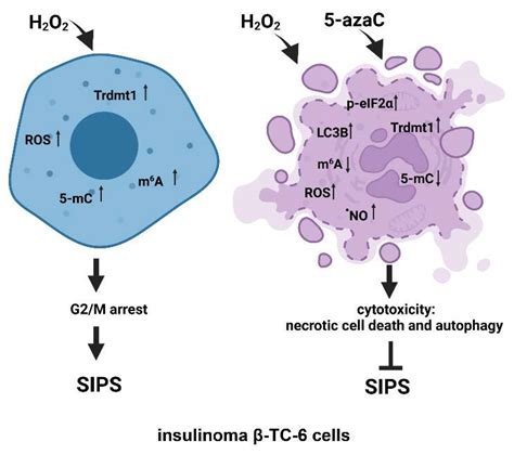 Cells Free Full Text 5 Azacytidine Inhibits The Activation Of