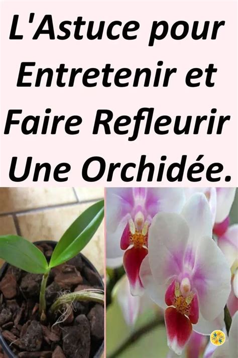 Une Astuce Dexpert Pour Refleurir Une Orchid E Fan E Orchid E Fan E