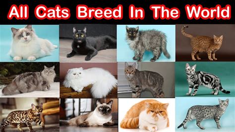 All Cats Breed In The World A Z Complete Cats Types Youtube