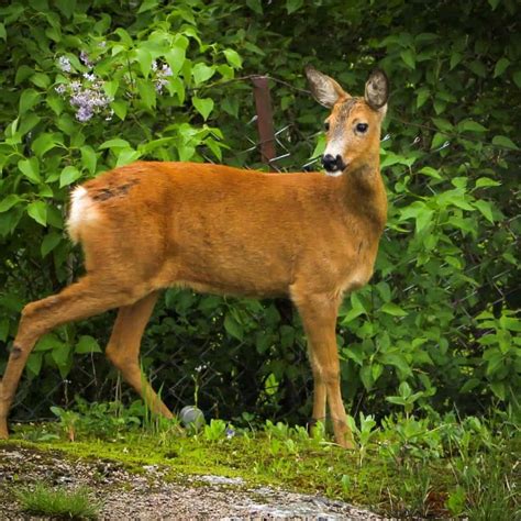 22+ Best Deer Resistant Perennials that you Need to Know