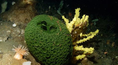 Radio Adelaide Will The Rise Of Sponges Rescue Reef Systems