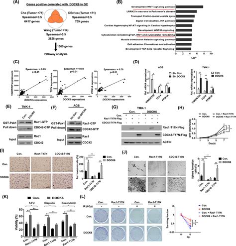 Dock6 Activates Rac1 And Concomitant Wntβ Catenin Signaling To Promote