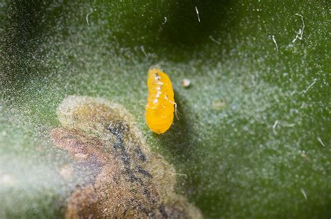 Minador Americano De Las Hojas De Serpentina Biocontrol Daños Y Ciclo De Vida