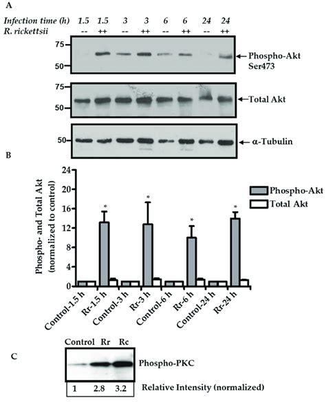 Mechanistic Target Of Rapamycin Complex Mtorc Activation In R