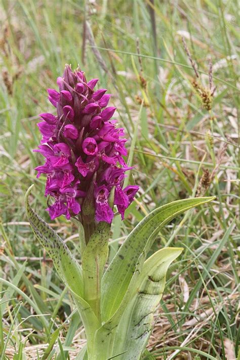 Early Purple Orchid Orchis Mascula Rosette Early Purple Leaves Photo