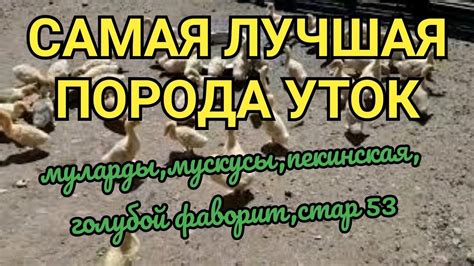 Какую утку выбрать?Самые выгодные утки/ Мясные утки породы - YouTube