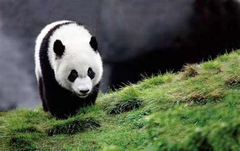 Fotógrafo de 64 años dedica 26 años a documentar la vida de los pandas