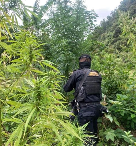 PNC de Guatemala on Twitter Erradicación de marihuana en