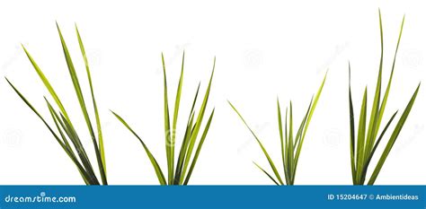 Grass Blades Isolated On White Royalty Free Stock Photography Image